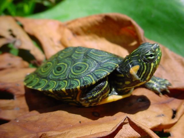 Породы черепах в Сарапуле | ЗооТом портал о животных