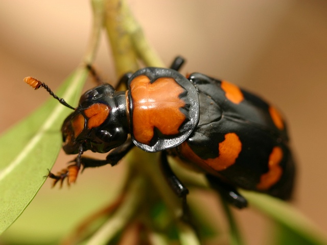 Все о жуках в Сарапуле | ЗооТом портал о животных