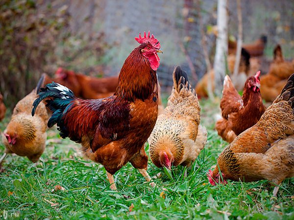 Породы куриц | ЗооТом - продажа, вязка и услуги для животных в Сарапуле