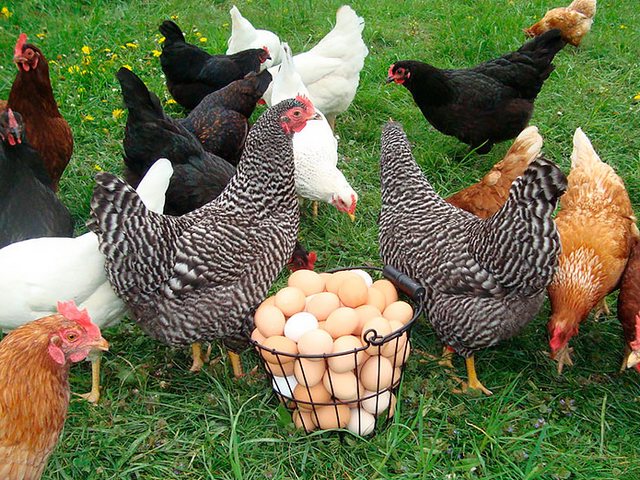 Содержание кур и уход за ними | ЗооТом - продажа, вязка и услуги для животных в Сарапуле