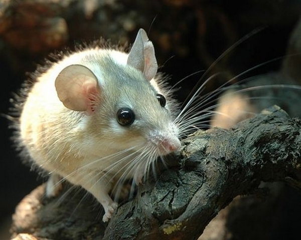 Все о мышах в Сарапуле | ЗооТом - продажа, вязка и услуги для животных в Сарапуле