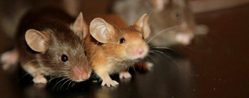 Все о мышах в Сарапуле | ЗооТом - продажа, вязка и услуги для животных в Сарапуле