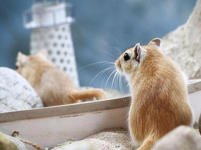 Содержание мышей и уход за ними в Сарапуле | ЗооТом - продажа, вязка и услуги для животных в Сарапуле
