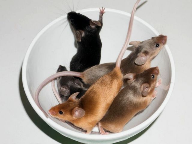 Содержание мышей и уход за ними в Сарапуле | ЗооТом - продажа, вязка и услуги для животных в Сарапуле