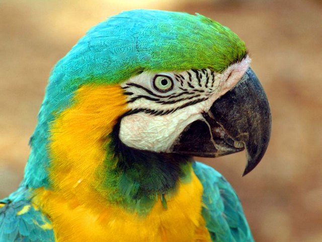 Все о попугаях в Сарапуле | ЗооТом портал о животных