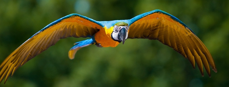 Все о попугаях в Сарапуле | ЗооТом портал о животных