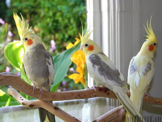 Содержание попугаев и уход за ними | ЗооТом - продажа, вязка и услуги для животных в Сарапуле