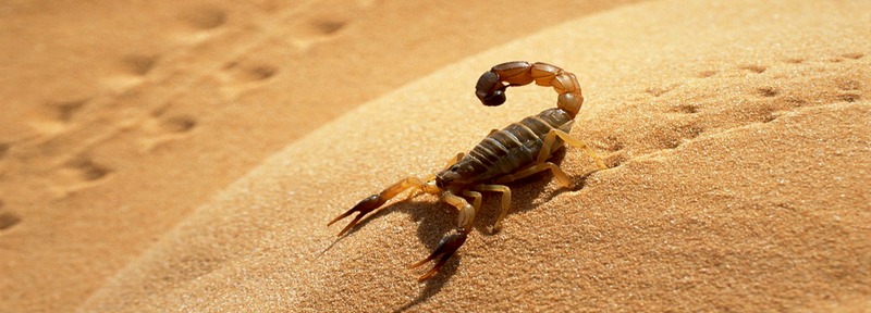 Все о скорпионах в Сарапуле | ЗооТом портал о животных