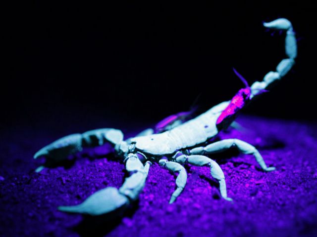 Все о скорпионах в Сарапуле | ЗооТом портал о животных