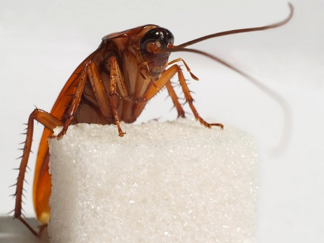 Все о тараканах в Сарапуле | ЗооТом портал о животных