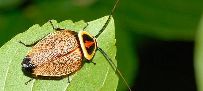 Все о тараканах в Сарапуле | ЗооТом портал о животных