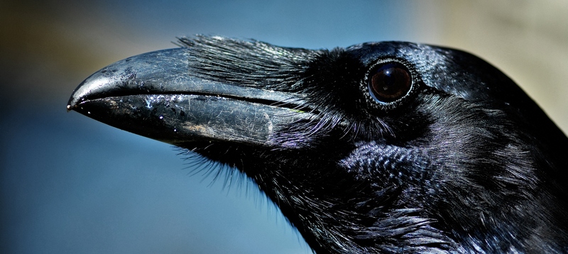 Все о воронах в Сарапуле | ЗооТом портал о животных