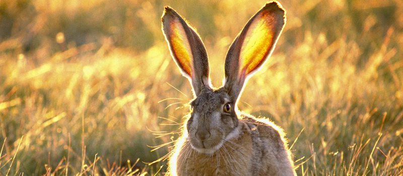 Все о зайцах | ЗооТом - продажа, вязка и услуги для животных в Сарапуле