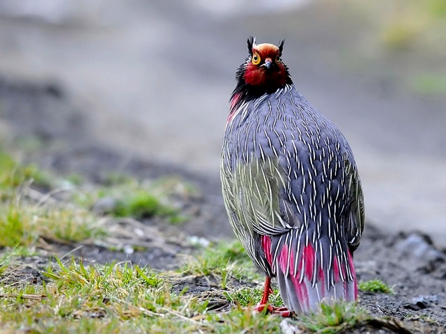 Все о фазанах в Сарапуле | ЗооТом портал о животных