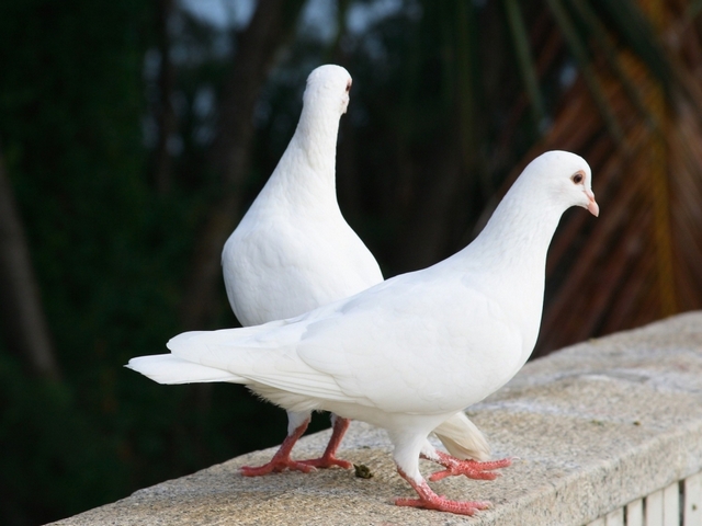 Все о голубях | ЗооТом - продажа, вязка и услуги для животных в Сарапуле
