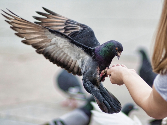 Все о голубях | ЗооТом - продажа, вязка и услуги для животных в Сарапуле