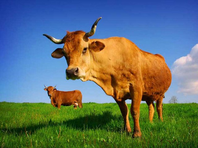 Все о коровах в Сарапуле | ЗооТом портал о животных