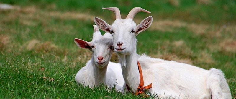 Все о козах в Сарапуле | ЗооТом портал о животных