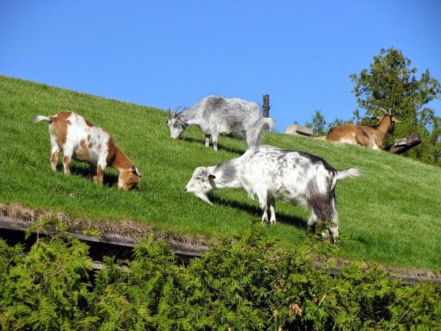 Все о козах в Сарапуле | ЗооТом портал о животных