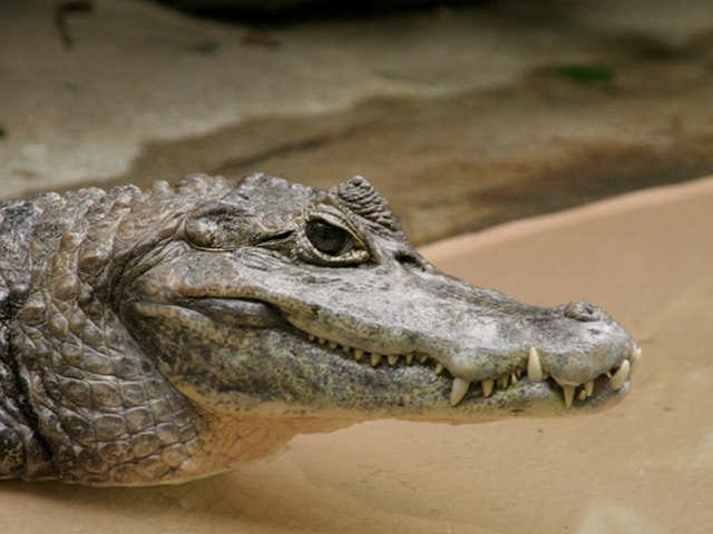 Все о крокодилах в Сарапуле | ЗооТом портал о животных