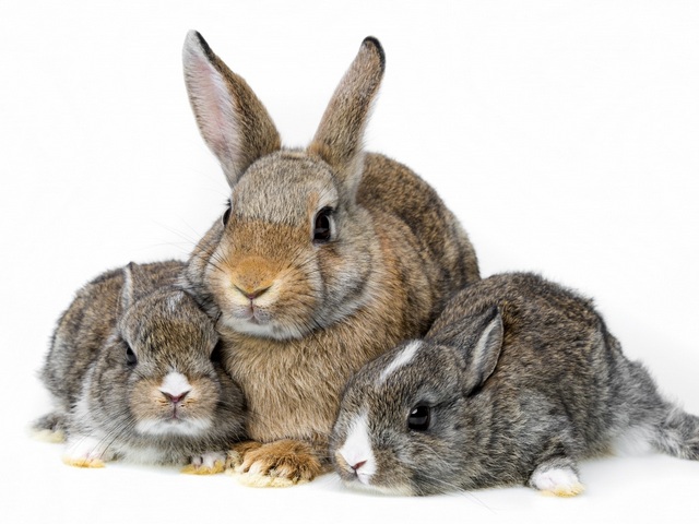 Все о кроликах в Сарапуле | ЗооТом портал о животных