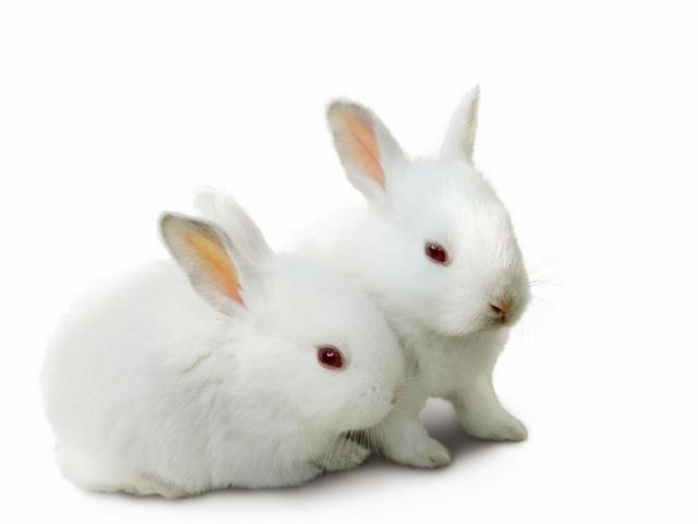 Все о кроликах в Сарапуле | ЗооТом портал о животных
