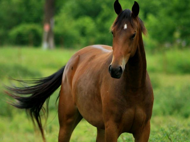 Содержание лошадей и уход за ними в Сарапуле | ЗооТом портал о животных