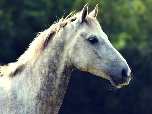 Уход за лошадьми в Сарапуле | ЗооТом портал о животных