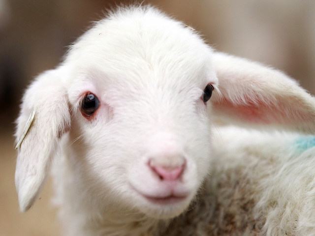 Овцы и бараны в Сарапуле | ЗооТом портал о животных