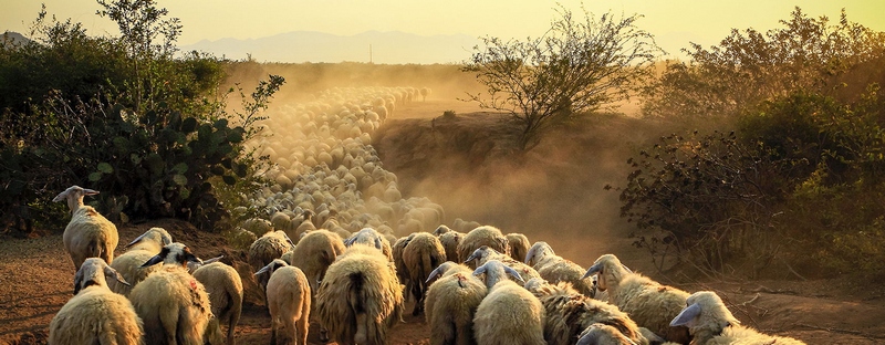 Все об овцах в Сарапуле | ЗооТом портал о животных
