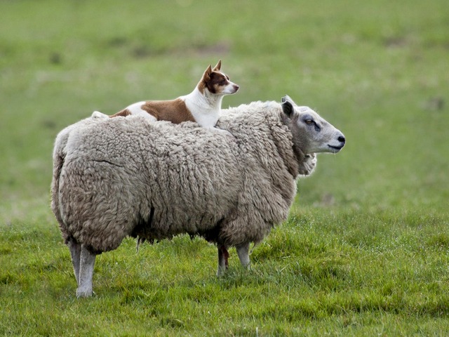 Все об овцах в Сарапуле | ЗооТом портал о животных