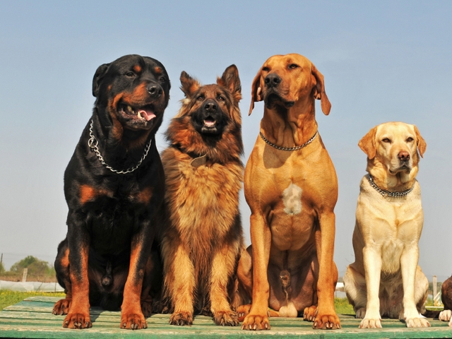 Крупные породы собак в Сарапуле | ЗооТом портал о животных