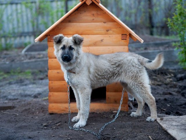 Все о собаках в Сарапуле