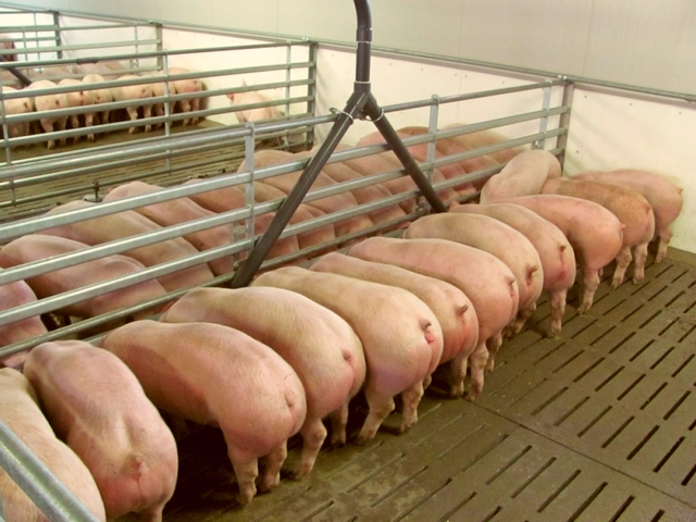 Содержание свиней и уход за ними в Сарапуле | ЗооТом портал о животных