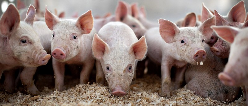 Все о свиньях в Сарапуле | ЗооТом портал о животных