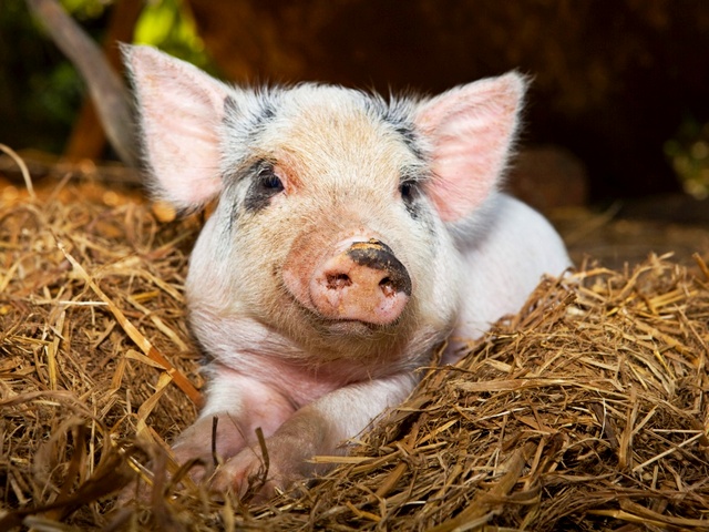 Все о свиньях в Сарапуле | ЗооТом портал о животных