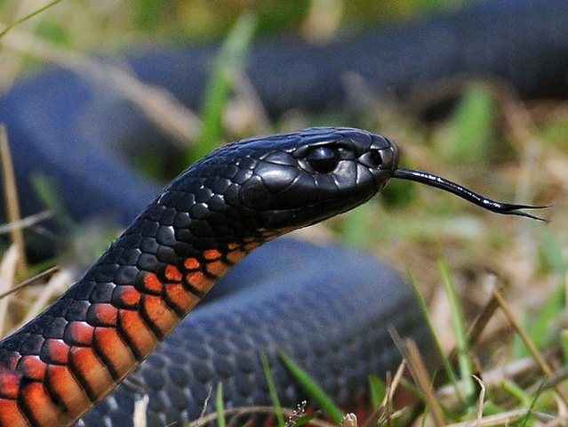 Все о змеях в Сарапуле | ЗооТом портал о животных