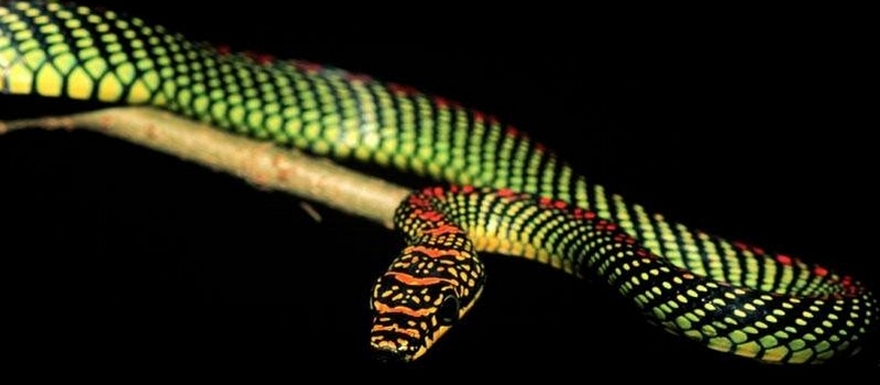 Все о змеях в Сарапуле | ЗооТом портал о животных
